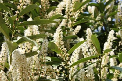 Huisleer planten en verzorgen