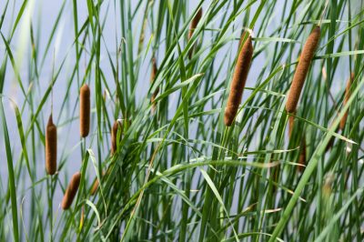 Houseleek verrukt met talloze soorten en variëteiten