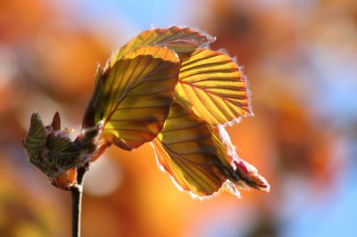 Herfst vaste planten in de tuin - een vuurwerk van herfstkleuren