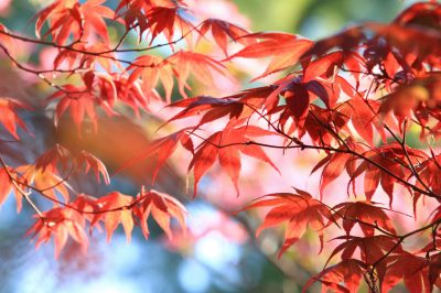 Hokkaido-pompoen is ook erg gezond voor honden