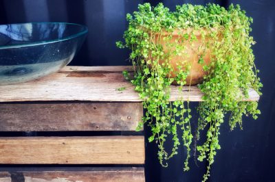 Een oudere haag planten en onderhouden - in een notendop