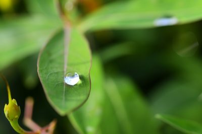 Hop kweken - hoe hop in de tuin te kweken