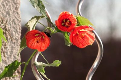 Veelzijdig en eetbaar, Geile viooltjes in de keuken - kleurrijk