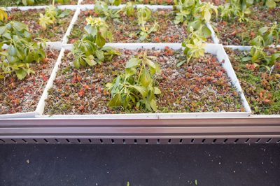 Hortensiabloesems - een romantische blikvanger in huis en tuin