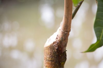 Japanse esdoornbladeren bruin - wat te doen?