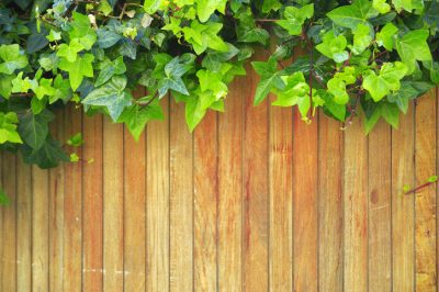 Voortplanting, planten, Japanse esdoorn - locatie