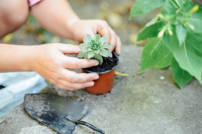 Japanse esdoorns zijn meestal gemakkelijk te overwinteren