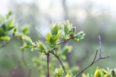 Excursietip in september: de Japanse tuin in Leverkusen