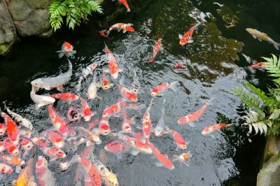 Gedeeltelijk schaduwrijke locatie is ideaal, Japanse kornoelje - een lichte