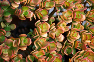 Hoe jasmijn op het balkon te planten