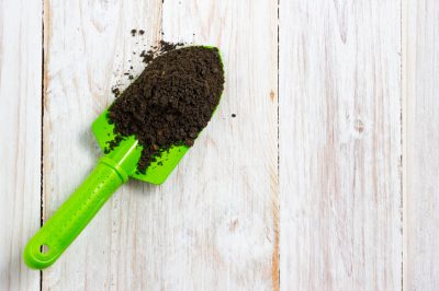 Hoe jasmijn in de kuip of tuin te planten