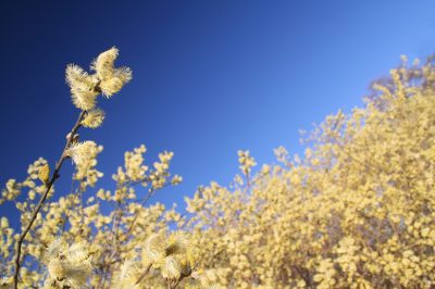 Aalbessen: bekende variëteiten voor in de tuin