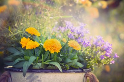 Krenten planten in de tuin - zo werkt het