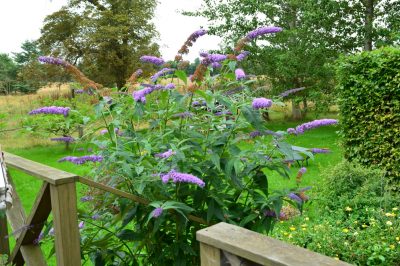 Jostabessen brengen afwisseling in de tuin