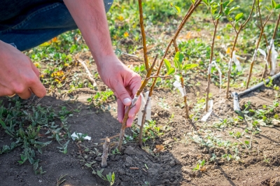 Hoe je cactussen kunt laten bloeien voor de juiste strategie