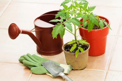 Hoe wordt de Kalanchoë op de juiste manier verpot?