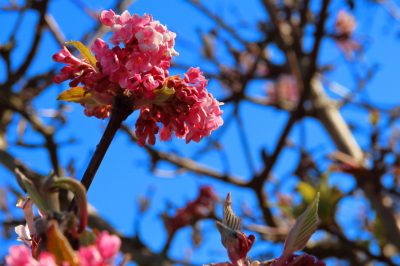 Hoe een camelia goed te snoeien