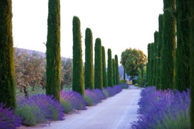 Een kersenboom laten groeien vanuit een enkele kern - de reis is het doel