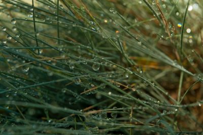 Kornoelje-kersen correct planten