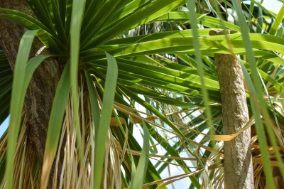 Zorg voor de globe distel