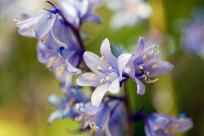 Oogst blauwe bessen met gecultiveerde blauwe bessen in uw eigen tuin