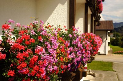 Gewoon zelf lavendel vermeerderen - zo kweek je zelf jonge planten