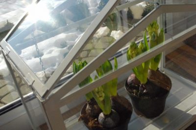 Hoe houd je een lelie als kamerplant?