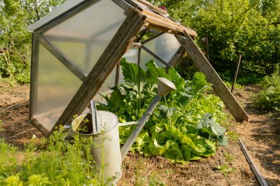 Alfalfa - optimale zaadsterkte voor een succesvolle teelt