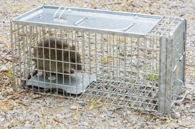 Waarom verliest de palm van Madagaskar zijn bladeren?