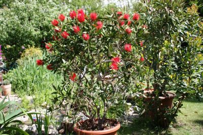 Hoe lelietje-van-dalen uit uw tuin te verwijderen