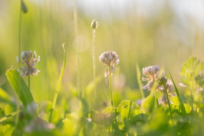 Majoran auch während der Blüte ernten