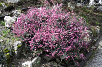 Marjolein of oregano - wat is het verschil?