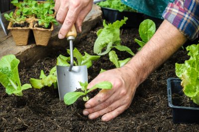 Majoran im Garten anbauen zum Pflanzen