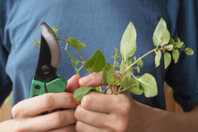 Amandelboom: van de juiste verzorging tot prachtige bloemen