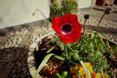 Hoe lang wordt een mangoboom?