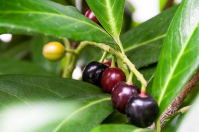 Hier leest u hoe u een mangoboom kunt laten groeien