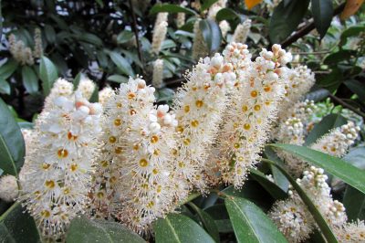 Het is zo gemakkelijk om een ​​mimosa te vermeerderen