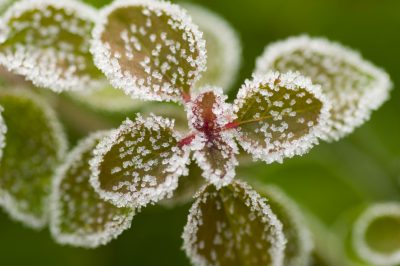 Ze hebben veel warmte nodig, Mimosa's zijn niet winterhard