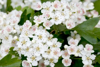 Möhren im eigenen Garten vor Schädlingen schützen