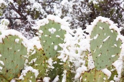 Hoe moet Monstera correct worden bewaterd?