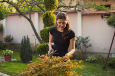 Montbretia planten: zo bloeien tuinschoonheden