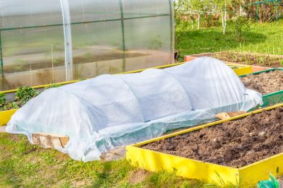 Mos vastbinden gemakkelijk gemaakt - zo werkt het op steen en hout