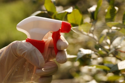 Anjers - dankbare en gemakkelijk te verzorgen planten voor op het balkon