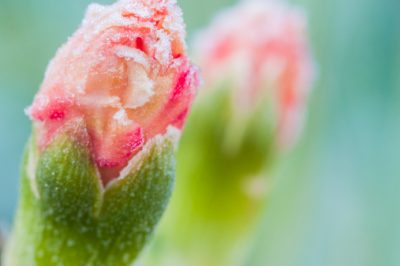 Fruitbomen geven water op warme zomerdagen