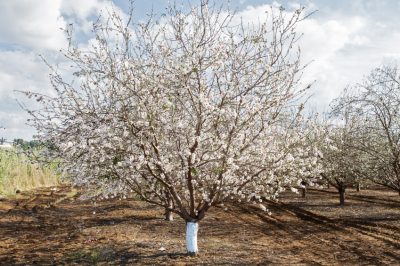 Hoe fruitbomen goed te snoeien - Tutorial met instructies voor beginners