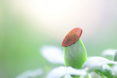 Het plantprofiel van de oliepalm