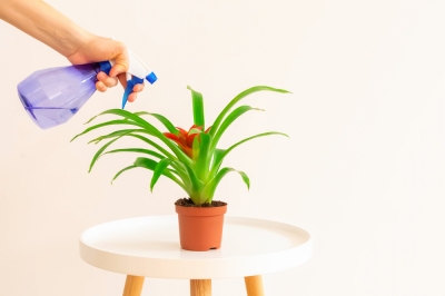 De oleander bloeit niet! Hoe de plant te laten bloeien, Help