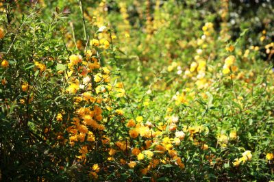 Zwarte vlekken op de oleander hebben verschillende oorzaken