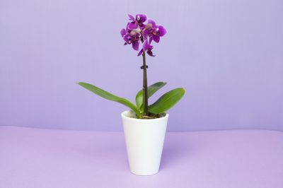 Hebben olijven in de winter speciale verwarming nodig?