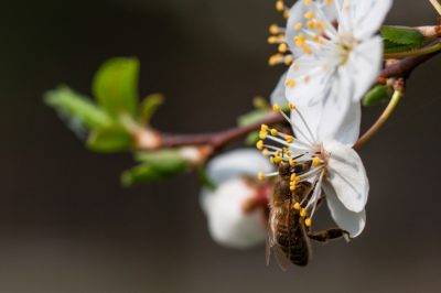 Je eigen olijfboom kweken is niet moeilijk